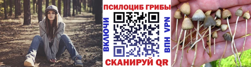 Псилоцибиновые грибы Psilocybe  Купить где  Болохово 